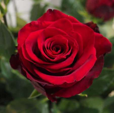 Recheche Jolie jeune femme 18/35