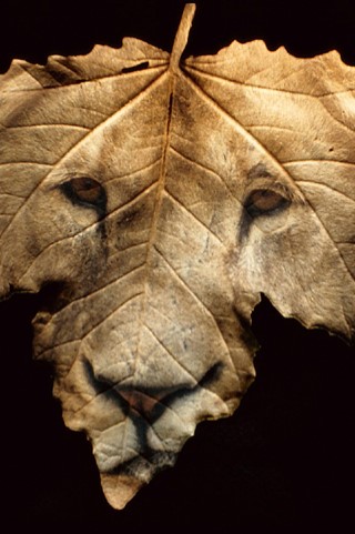 homme recherche femme ou cple