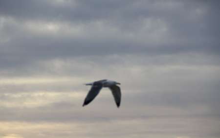 Etalonnoir pour belle femme à saillir !