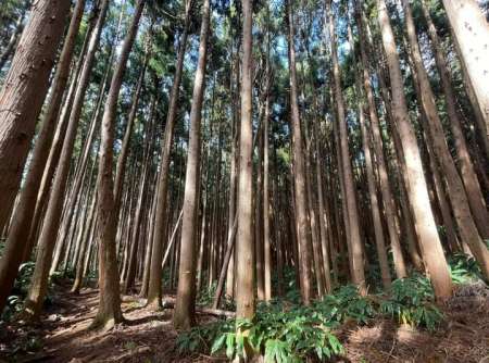 Cherche femme agée gourmande