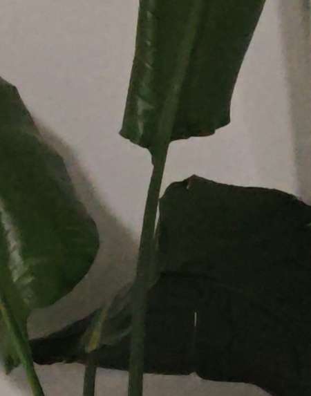 Métis pour Dame libertine / femme marié