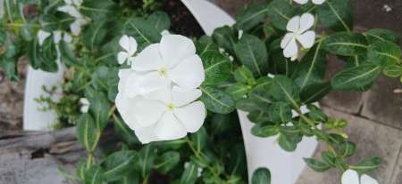 Massage detente et sensuel