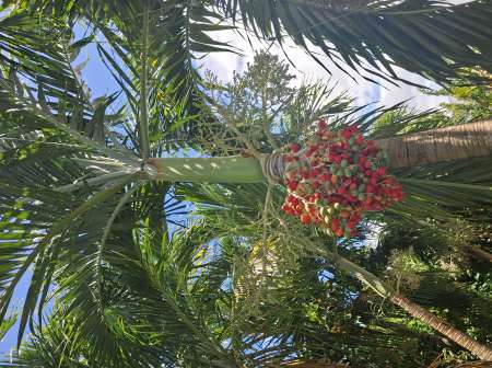 Soulagé vou mes dame