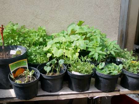 Jardinier cherche sa fessée avec terrain — photo 9