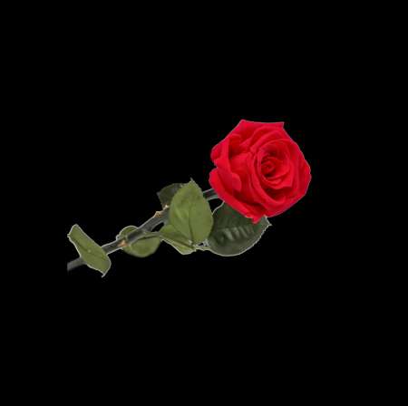 Métisse pour caucasienne